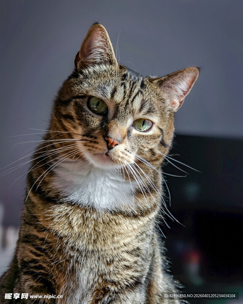 可爱斑纹猫的专注瞬间