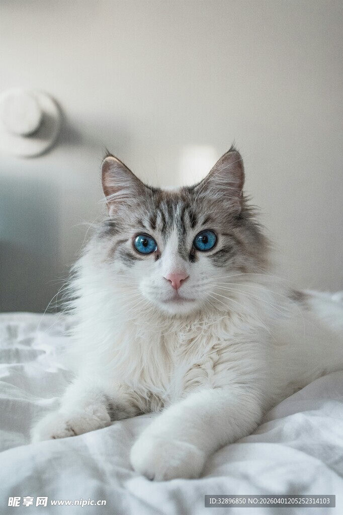可爱长毛猫惬意趴床上