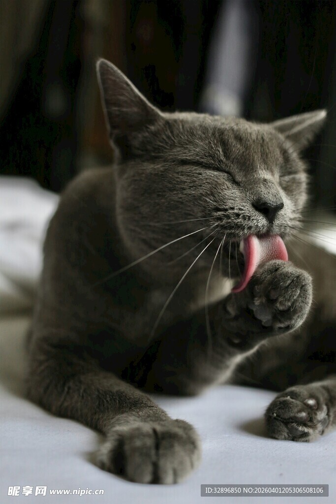猫咪惬意舔爪瞬间