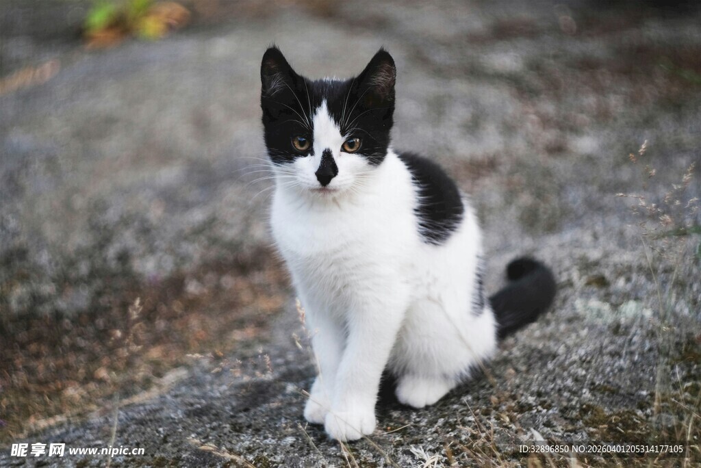 黑白萌猫蹲坐于岩石上