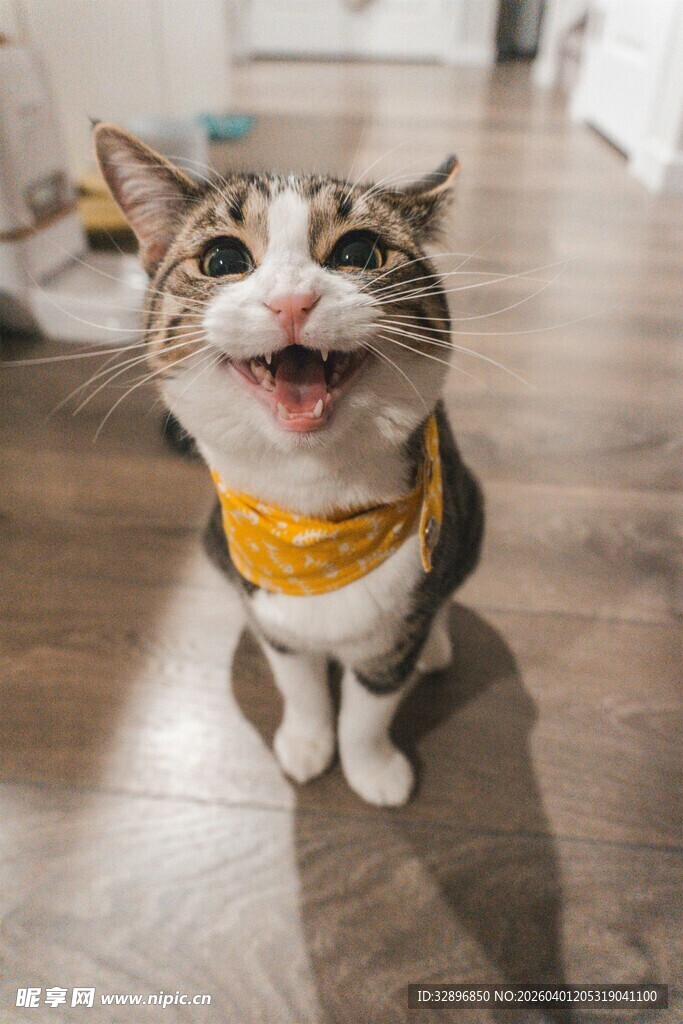 戴围巾张嘴可爱猫咪