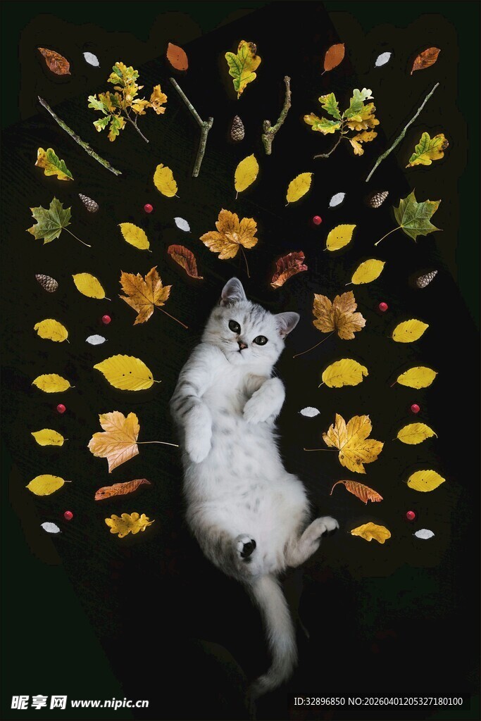 黑猫卧于秋叶树枝间