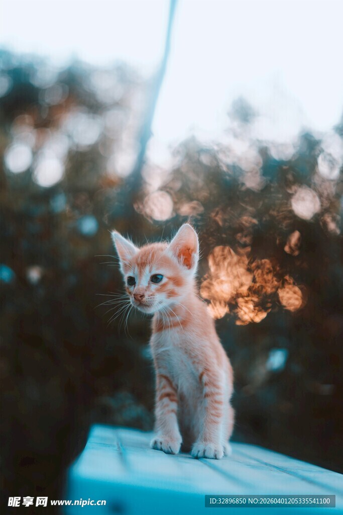 阳光下的可爱小猫