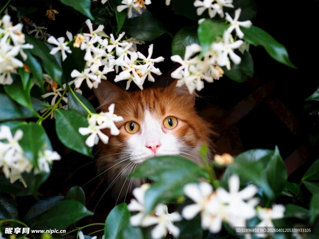 花丛中探头的小可爱猫咪