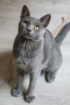 灰猫抬头望