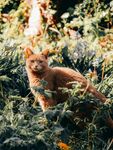 草丛中的橘猫
