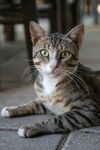 躺卧的斑纹猫咪