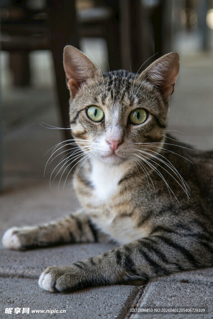 躺卧的斑纹猫咪