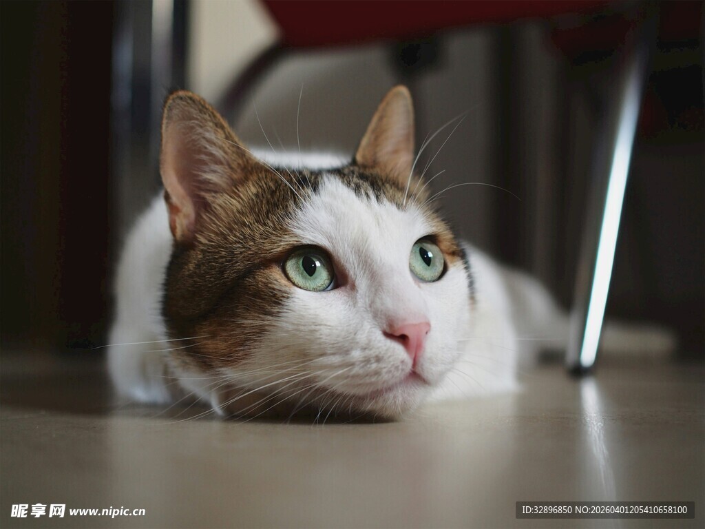 趴地萌猫眼神灵动