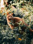 草丛中的橘猫