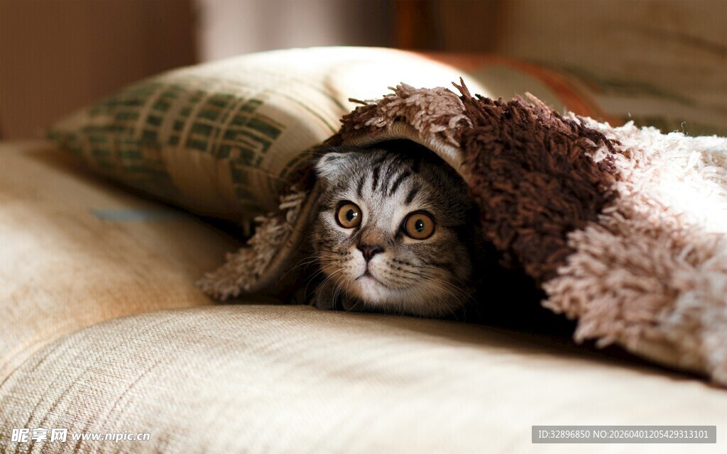 毛毯中探头的可爱猫咪