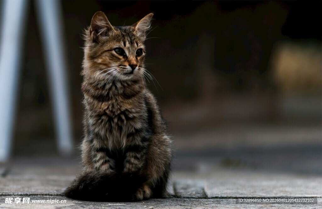 可爱狸花猫端坐
