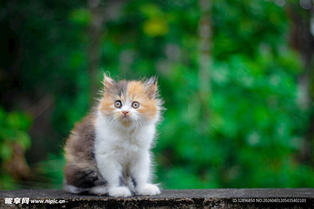 户外可爱三色猫咪