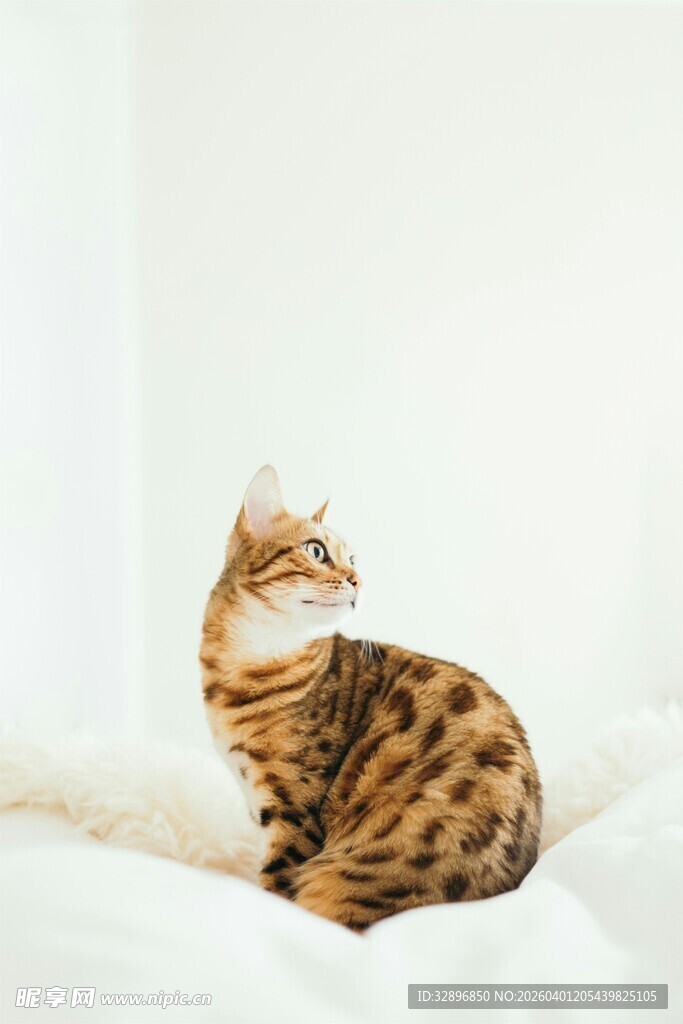 斑纹猫咪端坐于柔软床铺