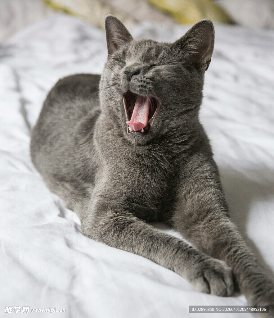 打哈欠的灰猫