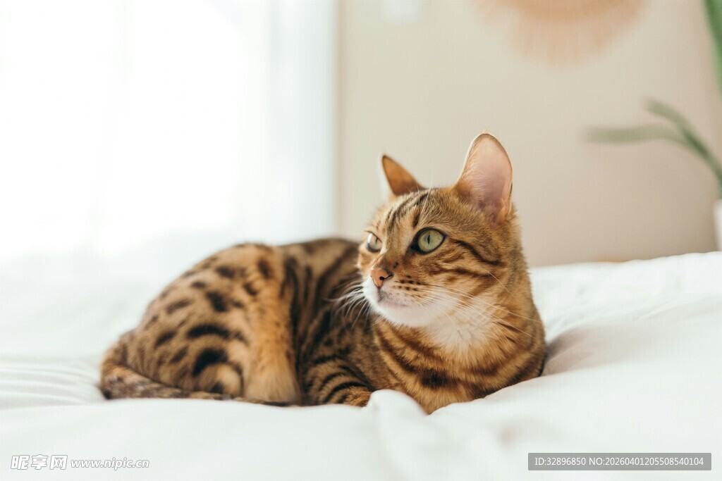 斑纹猫咪惬意躺卧