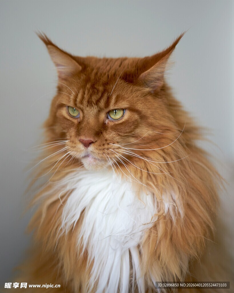 长毛橘猫的优雅瞬间