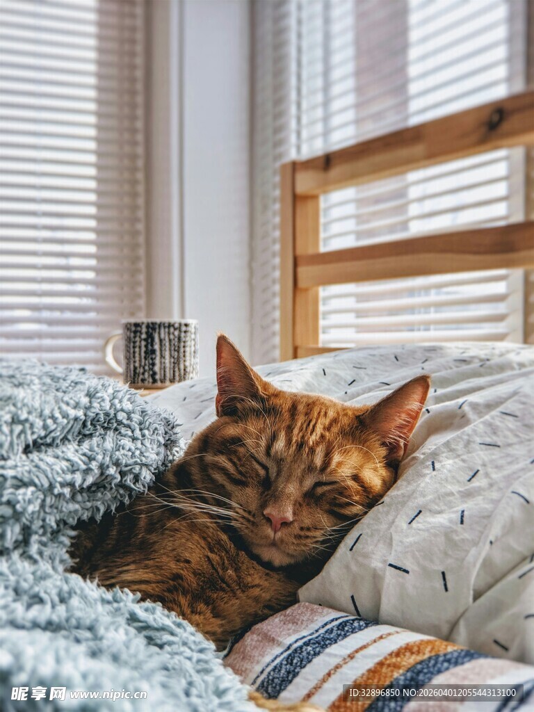 慵懒猫咪惬意躺卧沙发上