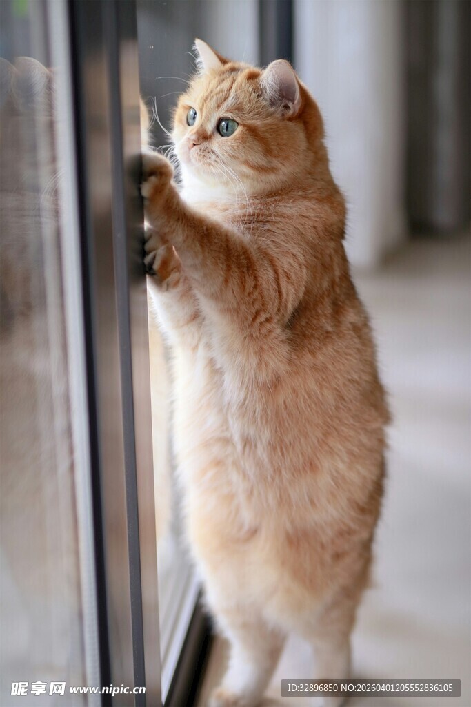 萌猫扒窗好奇张望
