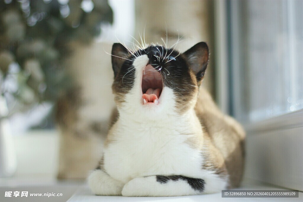 打哈欠的可爱猫咪