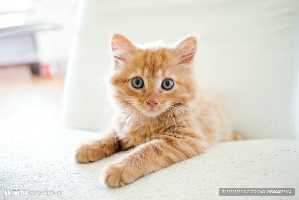 可爱橘猫趴坐沙发