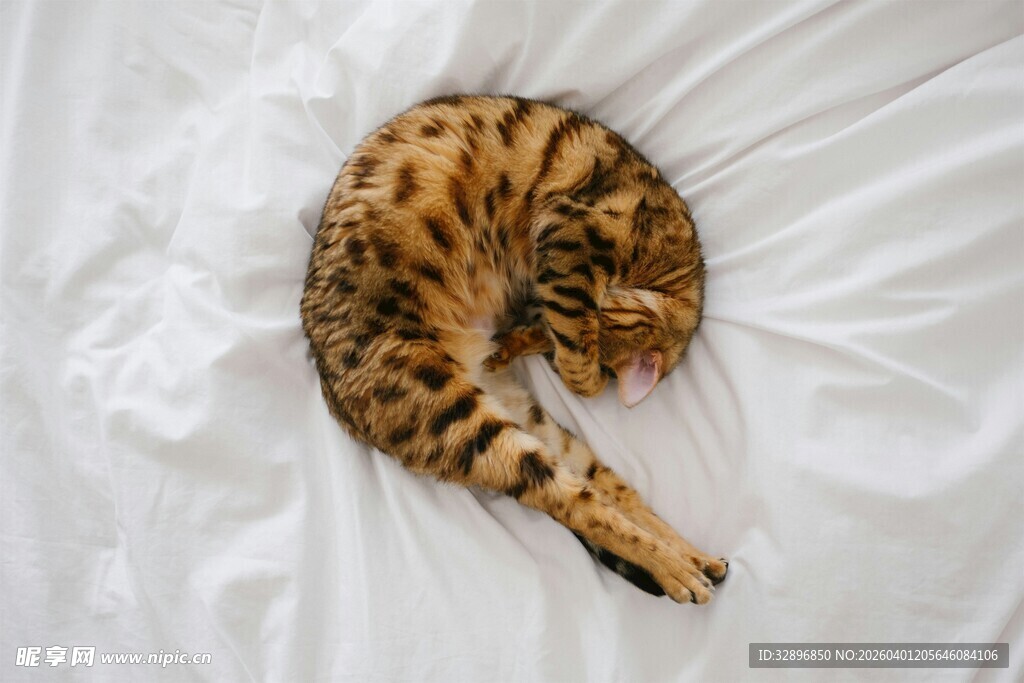 蜷睡的花斑猫