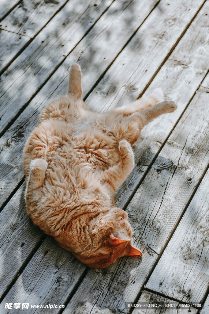 橘猫惬意躺于雪地木板