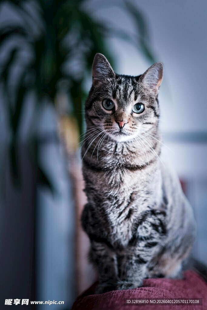 可爱条纹猫端坐