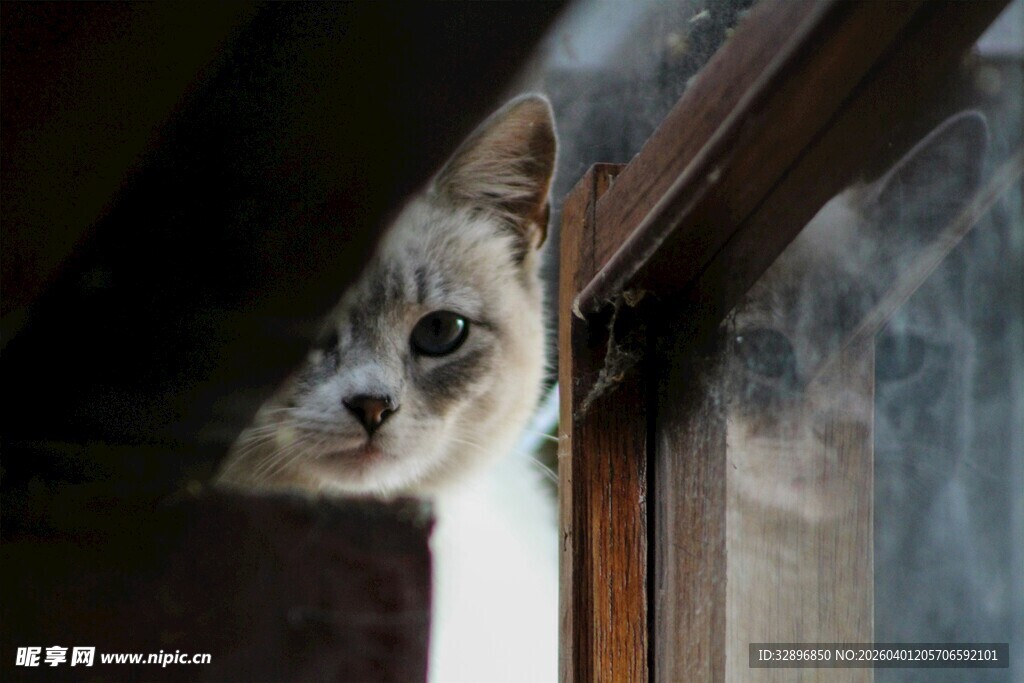 猫咪探头张望窗外