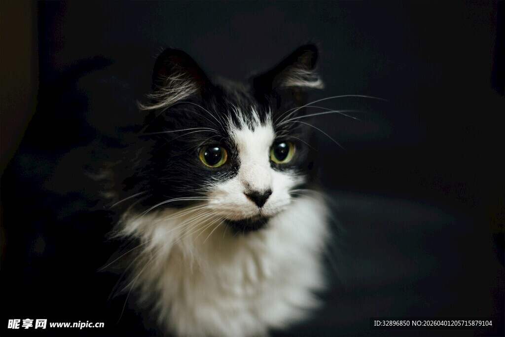黑白长毛猫的可爱瞬间