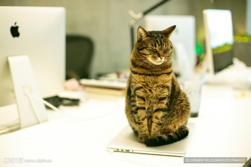 办公桌上的可爱猫咪