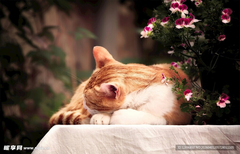 橘猫惬意趴卧花丛旁