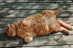 橘猫惬意躺平在木质地板上