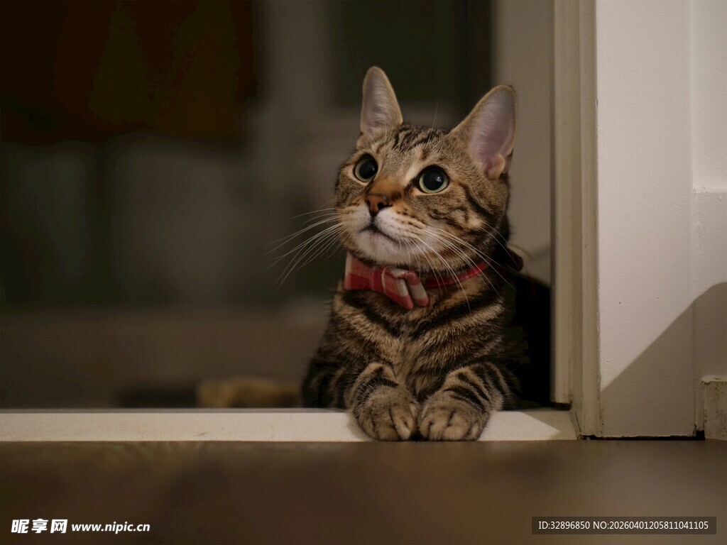 可爱猫咪趴门框张望
