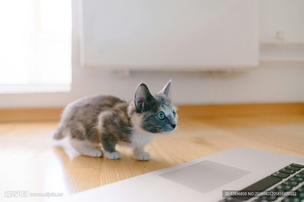 猫咪好奇注视笔记本电脑