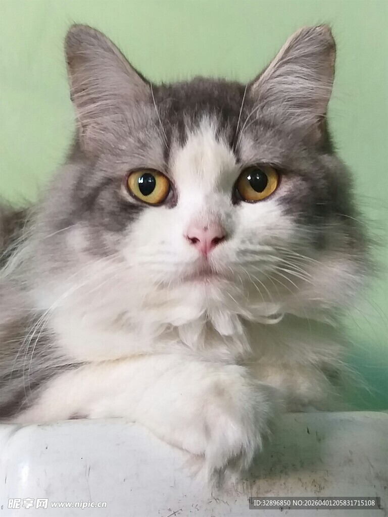 可爱长毛猫特写