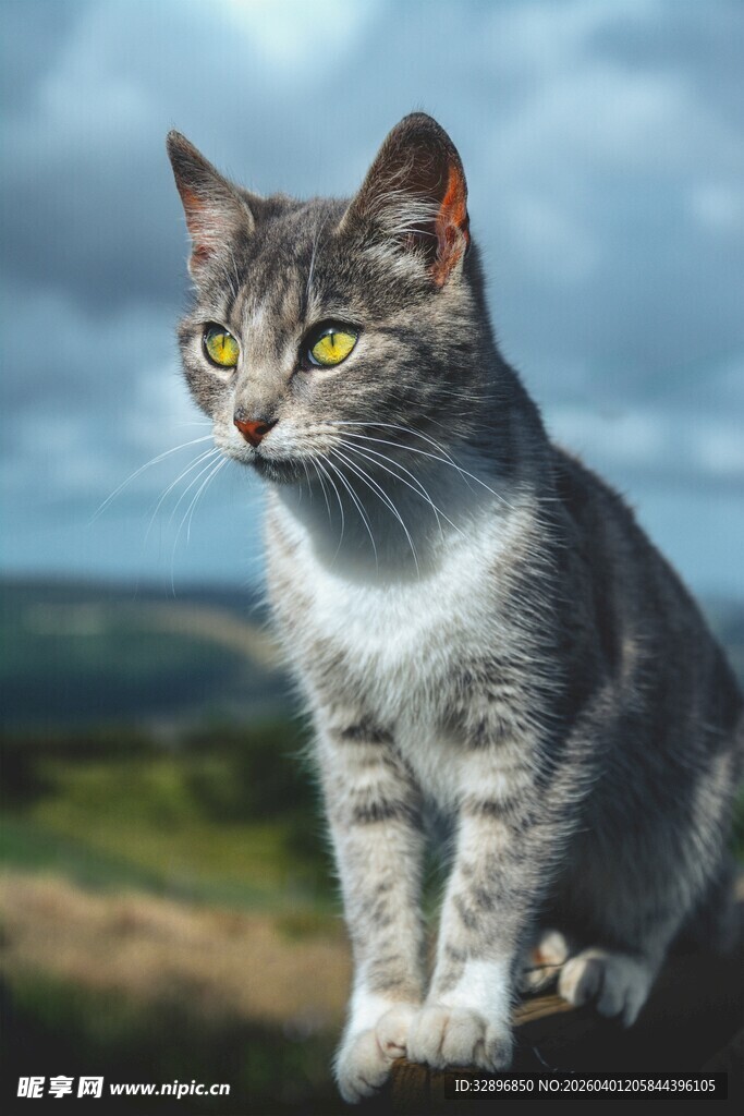 户外蹲坐的帅气斑纹猫咪