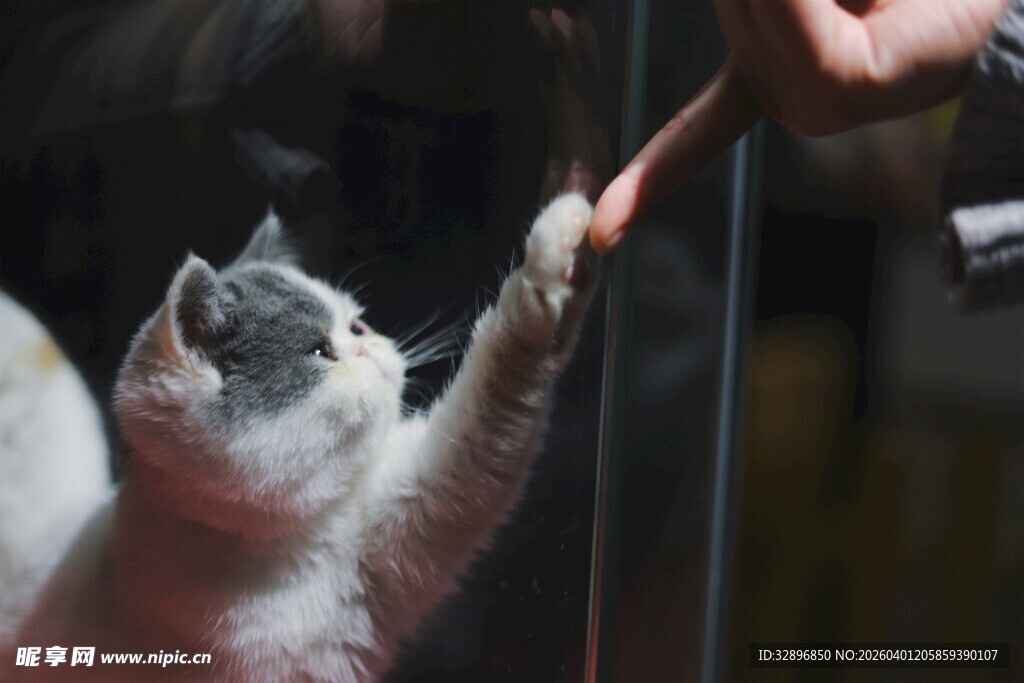 猫咪伸手与人互动