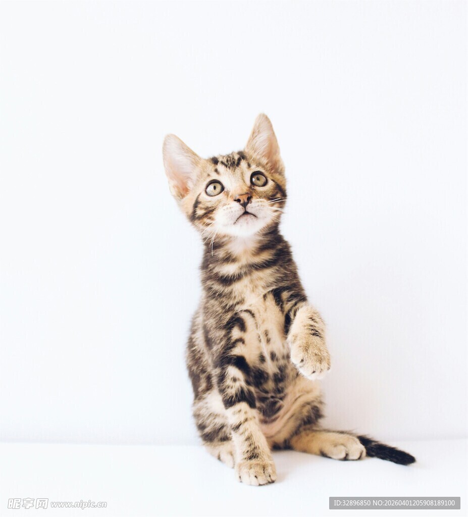 可爱小猫坐立好奇张望