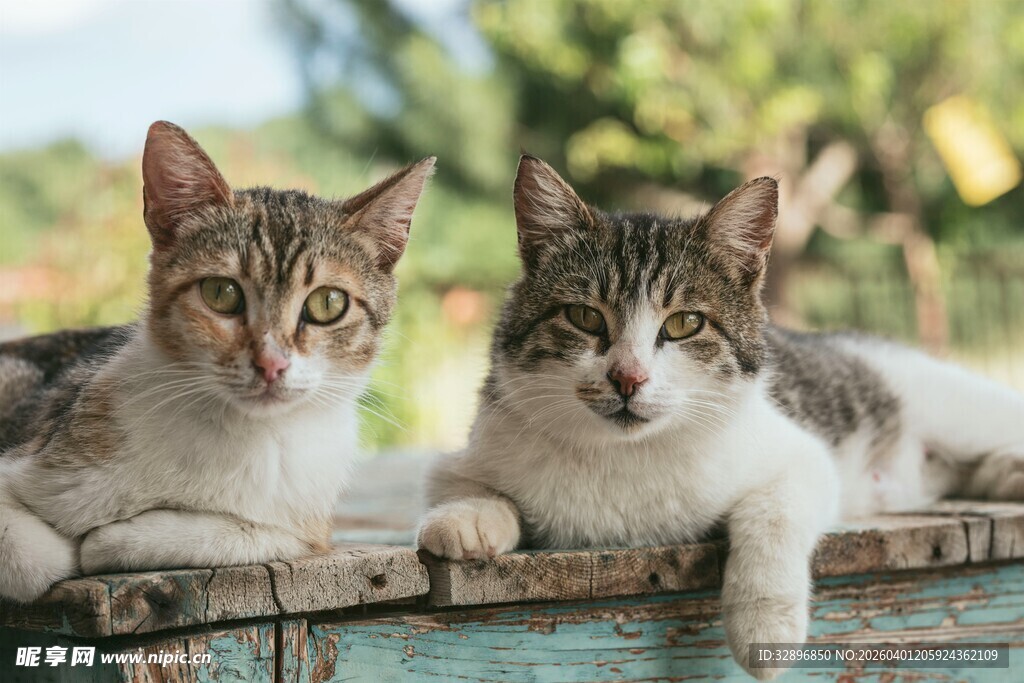 两只萌猫趴木箱