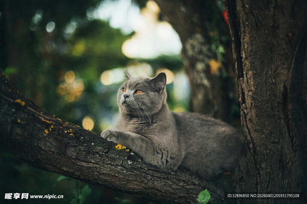 树上休憩的可爱猫咪