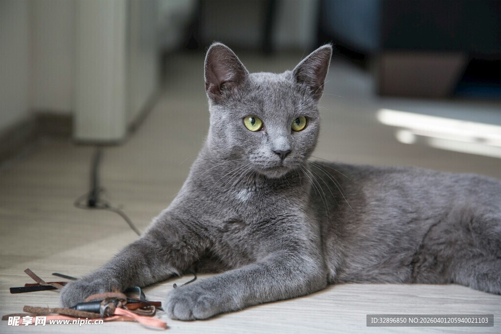 灰猫悠闲卧地玩逗猫棒