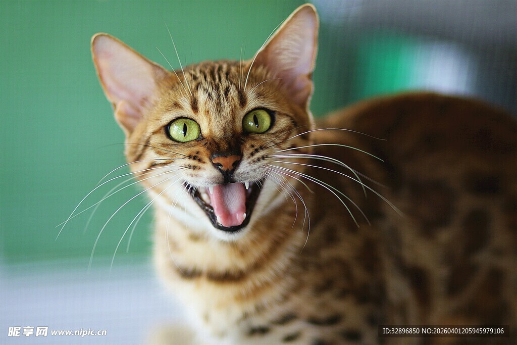 张嘴露齿的可爱斑纹猫