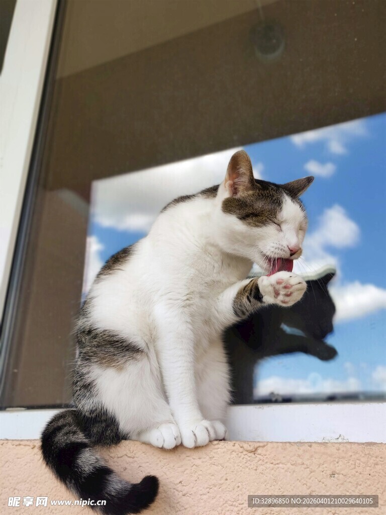 窗边亲昵互动的两只猫咪