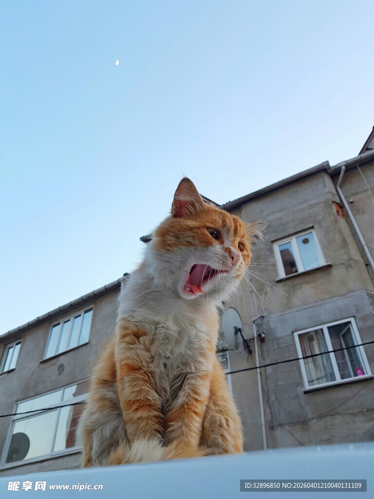张嘴橘猫坐于建筑物前