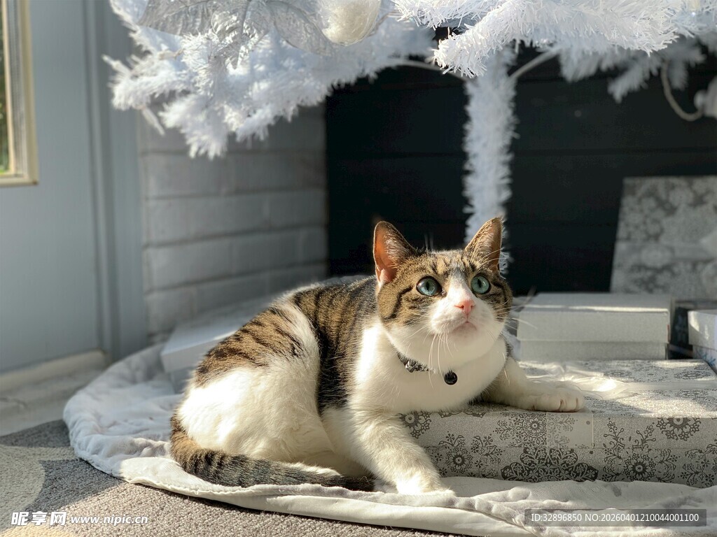 猫咪惬意躺卧在圣诞树旁