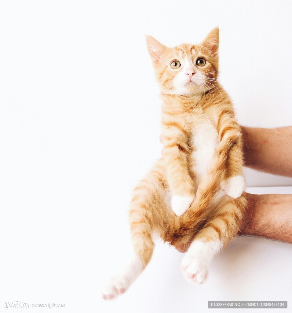 可爱橘猫被温柔托举