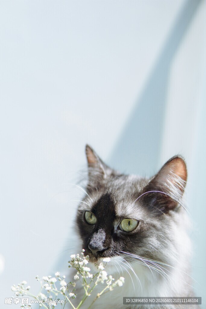 长毛猫嗅闻白色小花