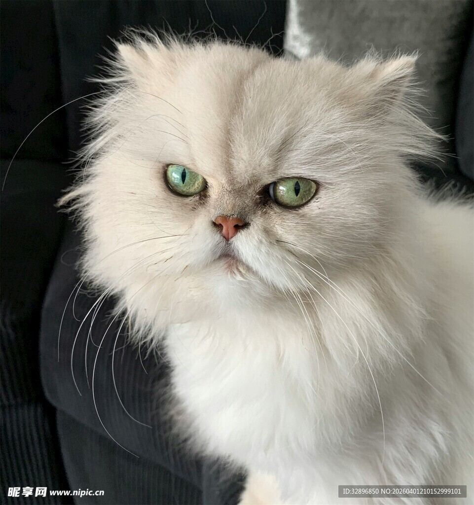 绿眼白毛波斯猫的凝视