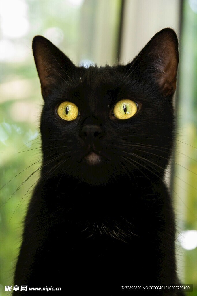 黑猫凝视